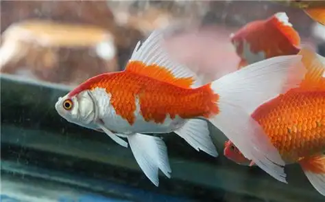 红白草金鱼