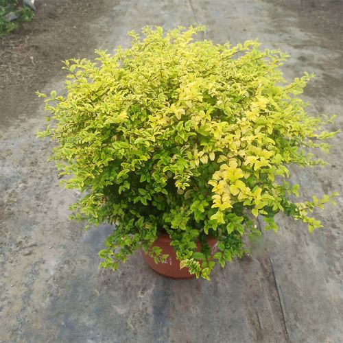 女贞金叶盆栽小叶柠檬之光甲醛庭院阳台耐热造型盆景