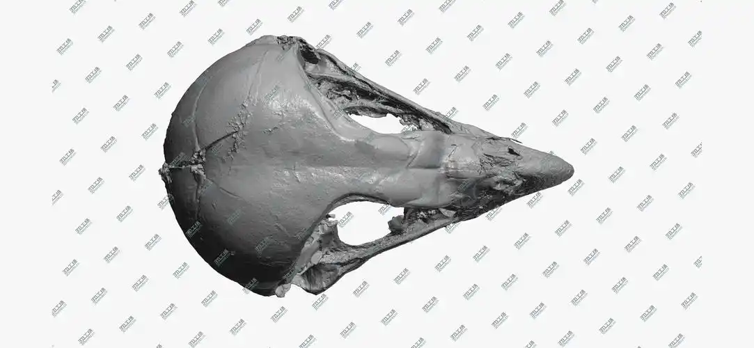 鸟头骨3d扫描skull
