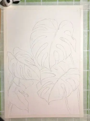 龟背竹聪聪原创手绘附绘画过程