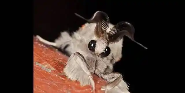 【动物世界】全球十大"怪物",见过两种就不得了