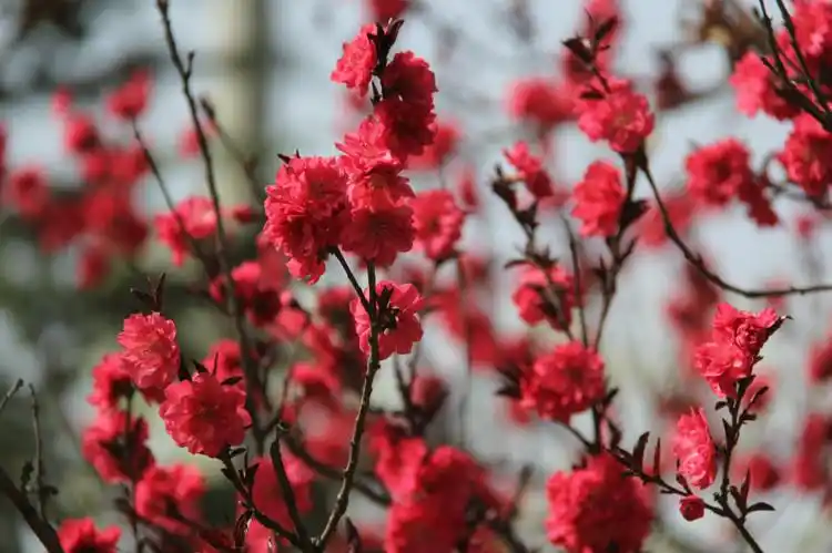 红桃花 - qingjingguiye - qingjingguiye的博客