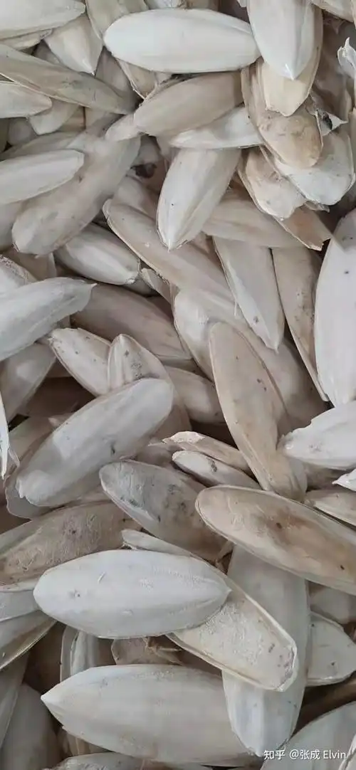 墨鱼骨进口清关流程以及注意事项