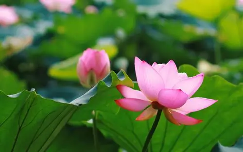 夏季美丽的荷花高清特写图片桌面壁纸 第二辑