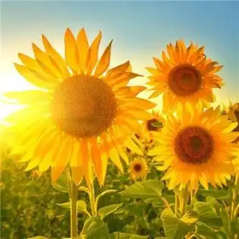 优质微信最吉利的好看头像好运风景可爱点