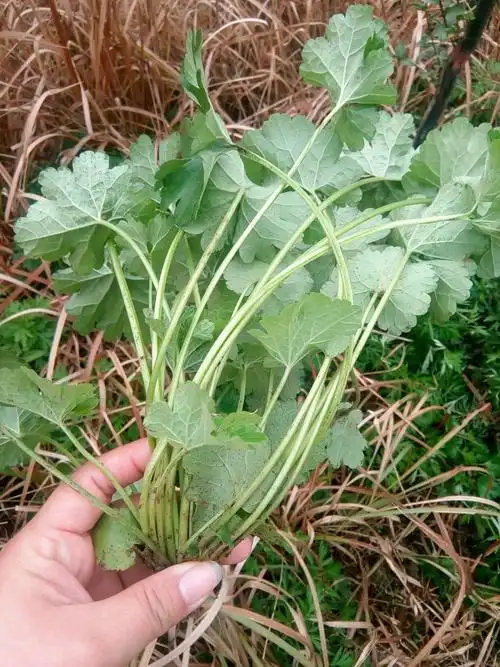 现采新鲜野生益母草白花童子益母草幼草带根全棵两斤包邮有干品
