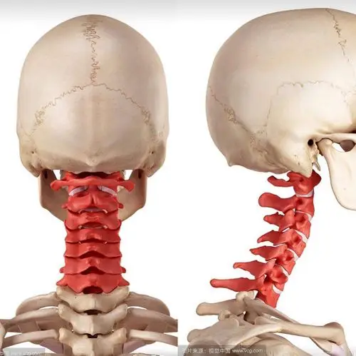 那么为什么给颈椎复位会对治疗耳聋有如此好的效果呢?