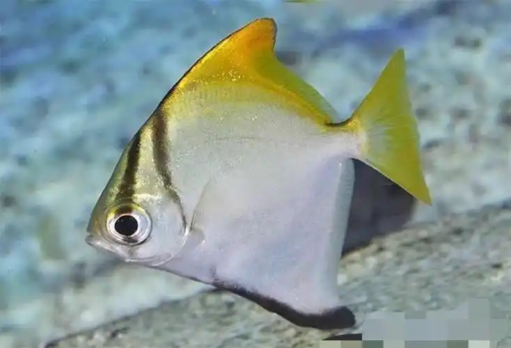 黄鳍鲳观赏鱼蝙蝠活体珊瑚神仙海水淡化群游大眼鱼