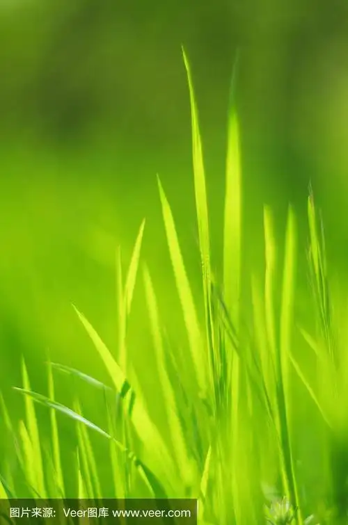 浅绿色,明亮,阳光,抽象的草背景.