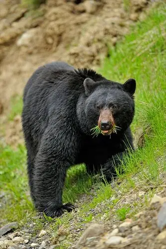美洲黑熊,觅食,蒲公英,草,春天