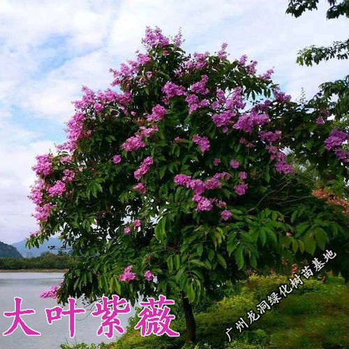 大叶紫薇南北方开花庭院绿化大叶紫薇树苗盆栽地栽当年开花景观树