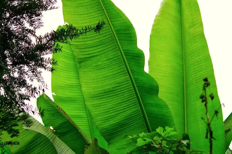 芭蕉树叶的特写