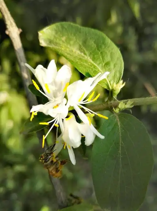 金银木花盛开的季节