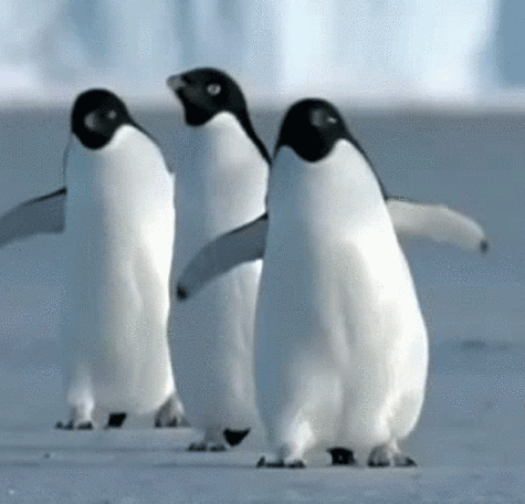 冷知识-长相呆萌,行动笨拙的企鹅,在没有淡水的南极,喝啥水?