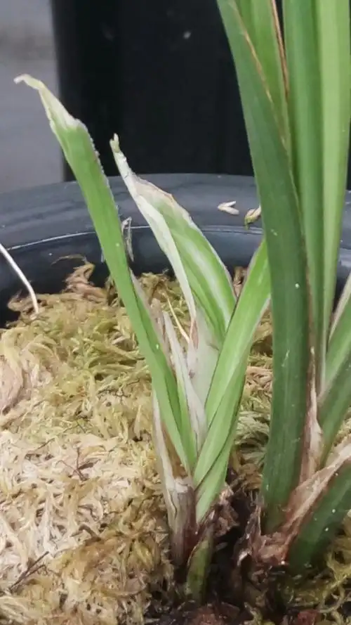 莲瓣兰水晶王:莲瓣兰水晶艺中的瑰宝