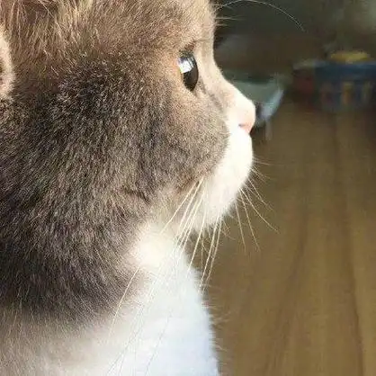 世界上最萌的侧脸,我只服喵星人!