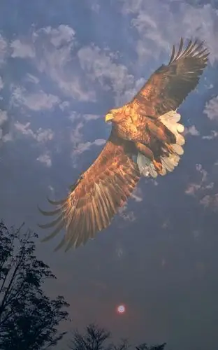 雄鹰击翅,因为它神往高山白云;-(秉德联盟)高空中的鹰