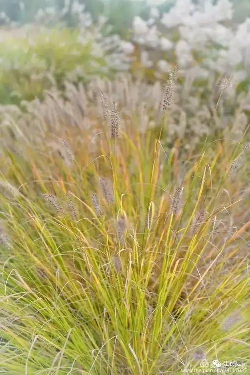 又是一年秋草黄_网易订阅