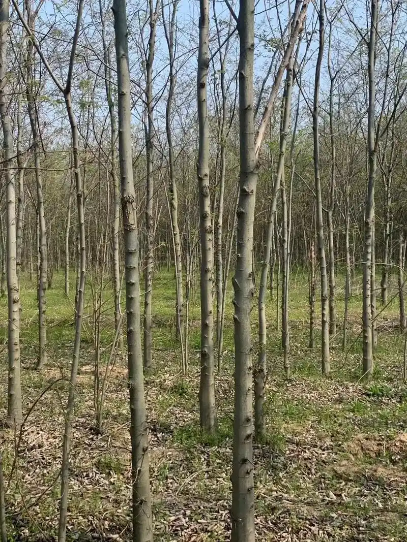 出售56789公分精品朴树苗,和电线杆一样,有没有老板看上的 - 抖音
