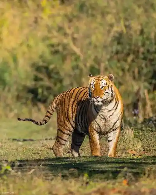 远东北亚巨虎 _ 哔哩哔哩相簿