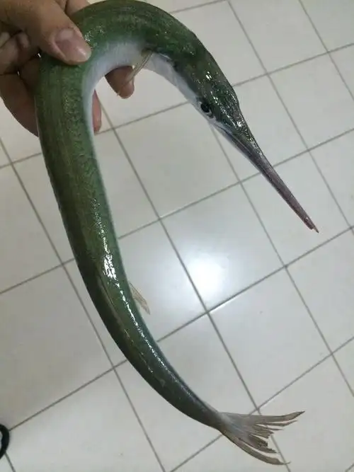 海边钓到的.长约30厘米,长尖嘴,牙齿锋利.