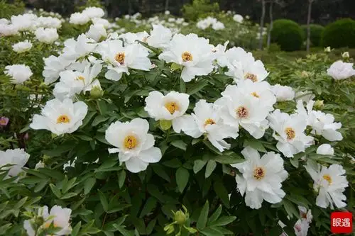 白牡丹洛阳洛浦公园绽放