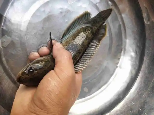 钓友钓获一条"南鳢",据说是黑鱼的近亲,比黑鱼还凶猛!