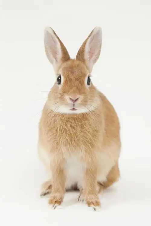 无人,坐,竖图,室内,白天,白色背景,正面,哺乳动物,阴影,反射,兔子