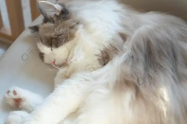 布偶猫可爱漂亮猫咪壁纸