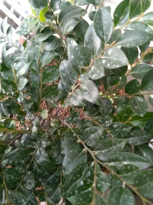 会影响生长吗,会烧叶子吗,用的多菌灵,因为黑骨茶叶片有黑班点,昨天喷