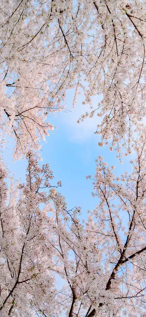 手机壁纸这是春天啊