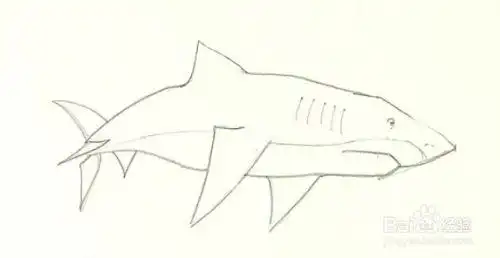 如何画鲨鱼