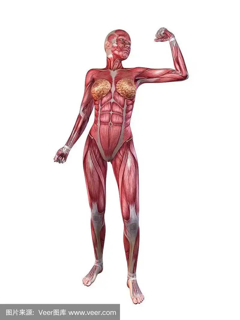 人类肌肉,女性,胸肌,垂直画幅,胸部