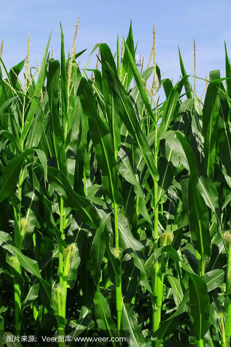 蓝色的天空下生长着绿色的玉米地