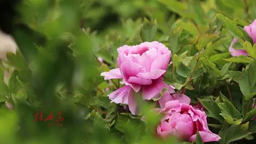 牡丹花【15】摄影图片】生态摄影_太平洋电脑网摄影部落