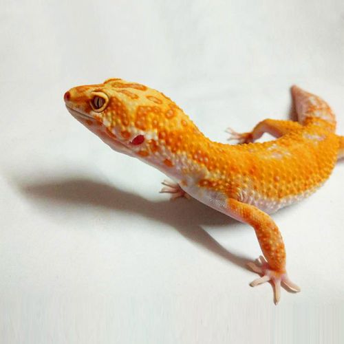 豹纹守宫活体宠物新手入门懒人爬宠异宠温顺可爱新型掌上网红萌宠