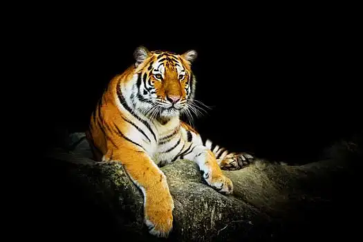 虎图片_虎图片大全_虎图片素材