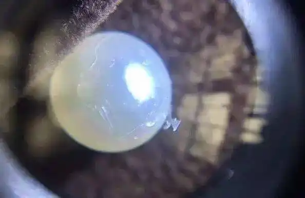 比起海水珍珠掉皮,假珍珠掉皮的现象更加普遍.