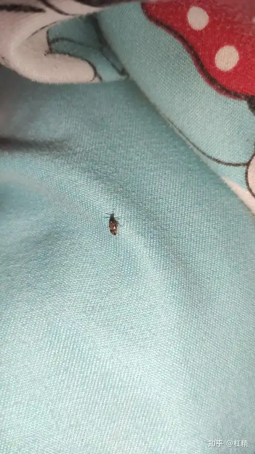 家里为什么会有那么多小虫子? - 知乎