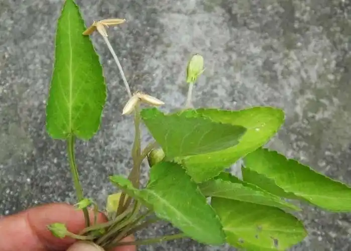 地丁是一味很好的消炎药,中医学认为,紫花地丁,具有清热解毒,凉血消肿