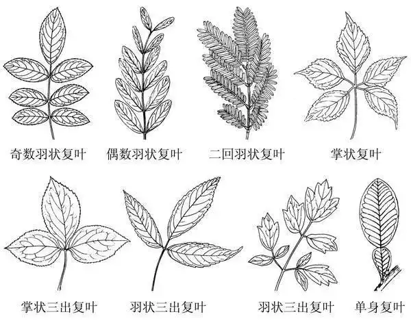 至于它们俩叶的区别——蓝花楹叶子的尾部比较尖,羽状复叶的小叶数量