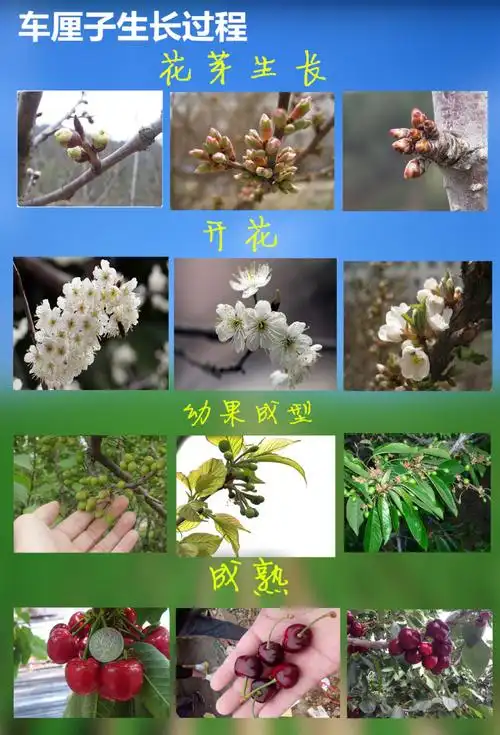 亲亲田园基地培育的车厘子苗不重茬,每年都是无菌栽培,根系发达,植株