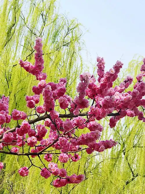 其它 春天我想你(原创) 写美篇                       花红柳绿逢