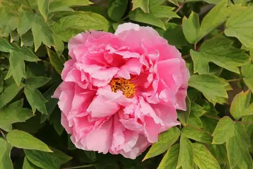 牡丹花开,花开富贵,太美了!拍摄于花卉大观园(2019年4月19日)