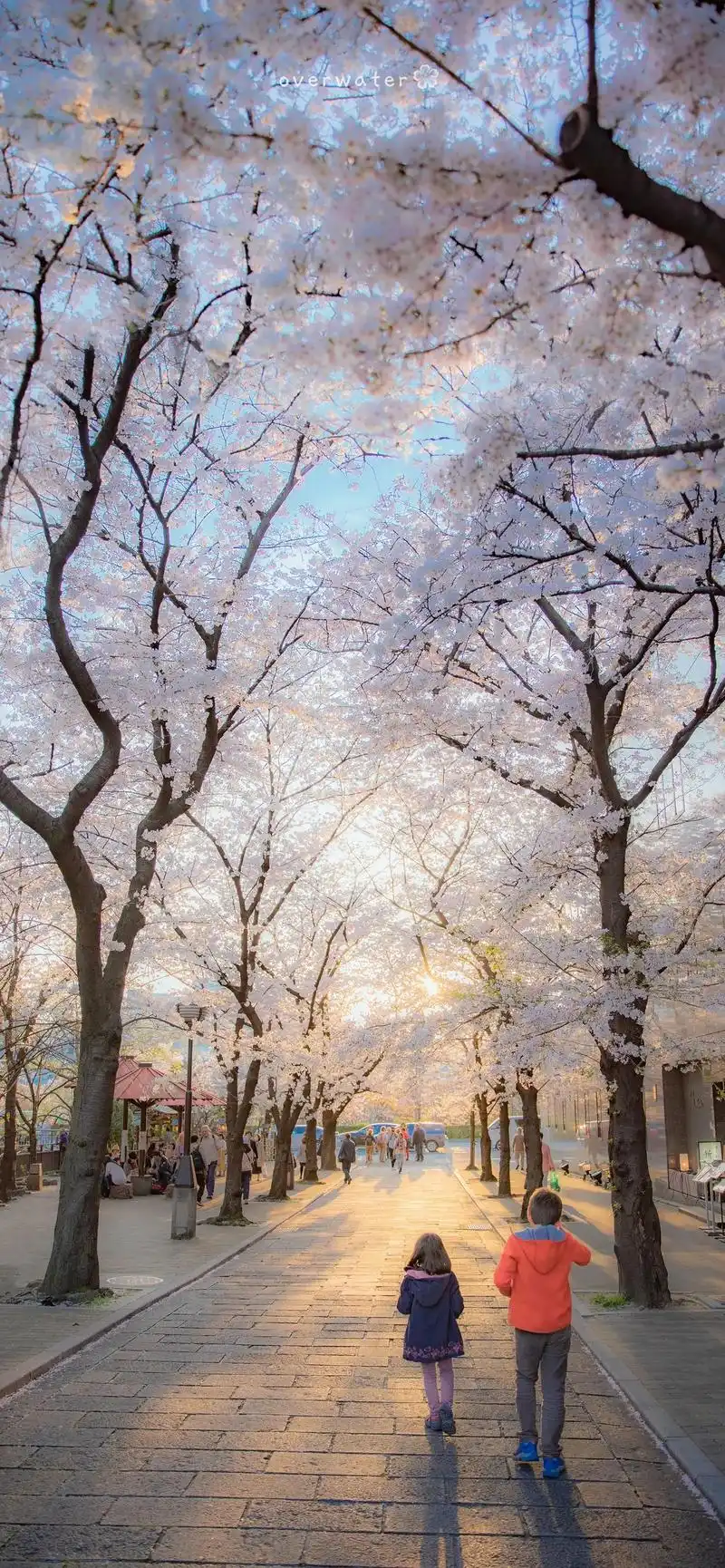 治愈 #风景 #治愈系 #高清壁纸 #小清新治愈系 #壁纸 - 抖音