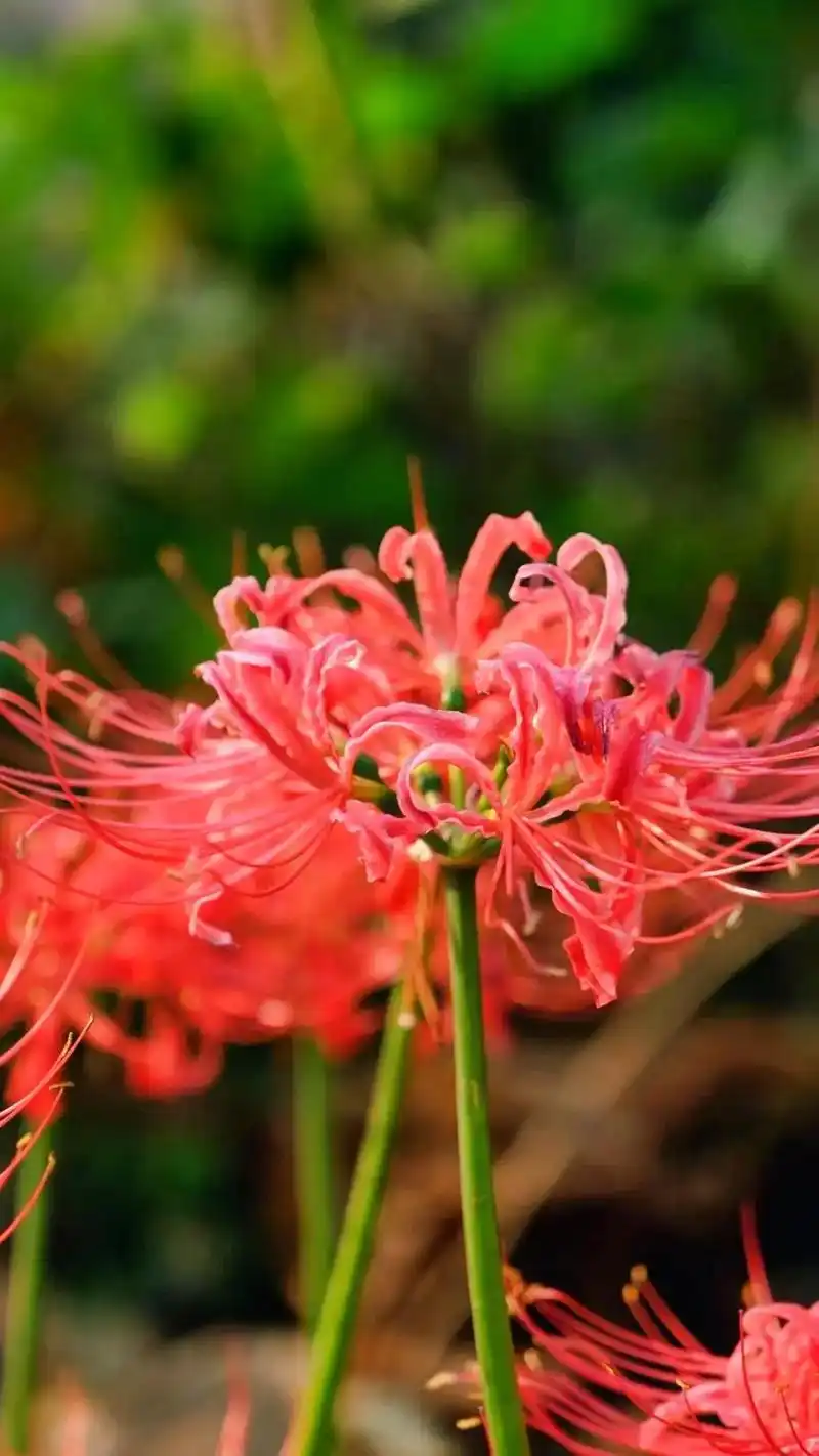 彼岸花其实也代表爱情,但是它 - 抖音