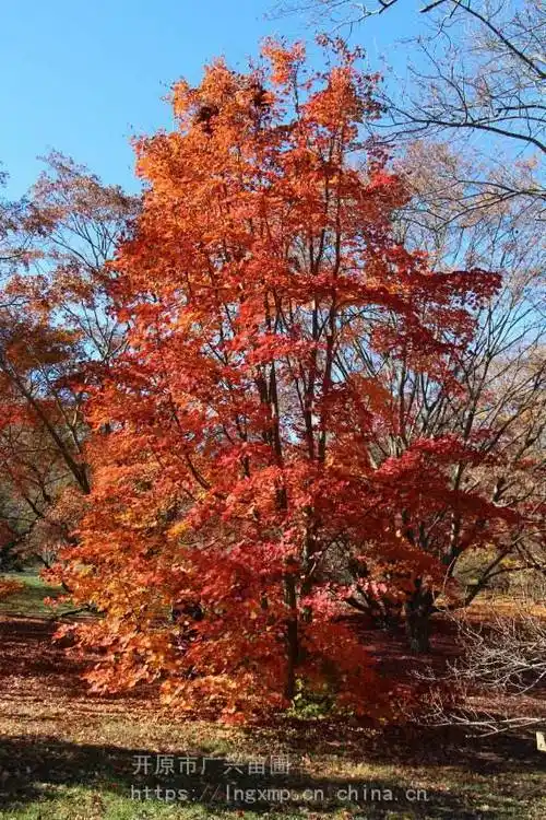 573_860竖版 竖屏