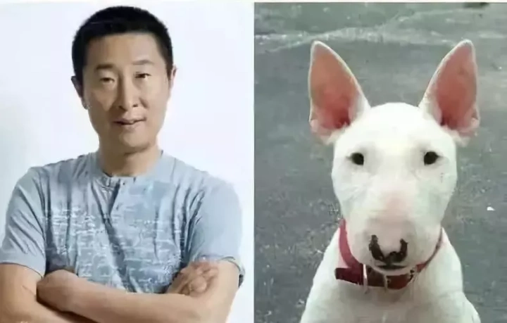 哥哥牛头梗那就不得不请出我们的撞脸大户提到和明星撞脸甚至有些狗子