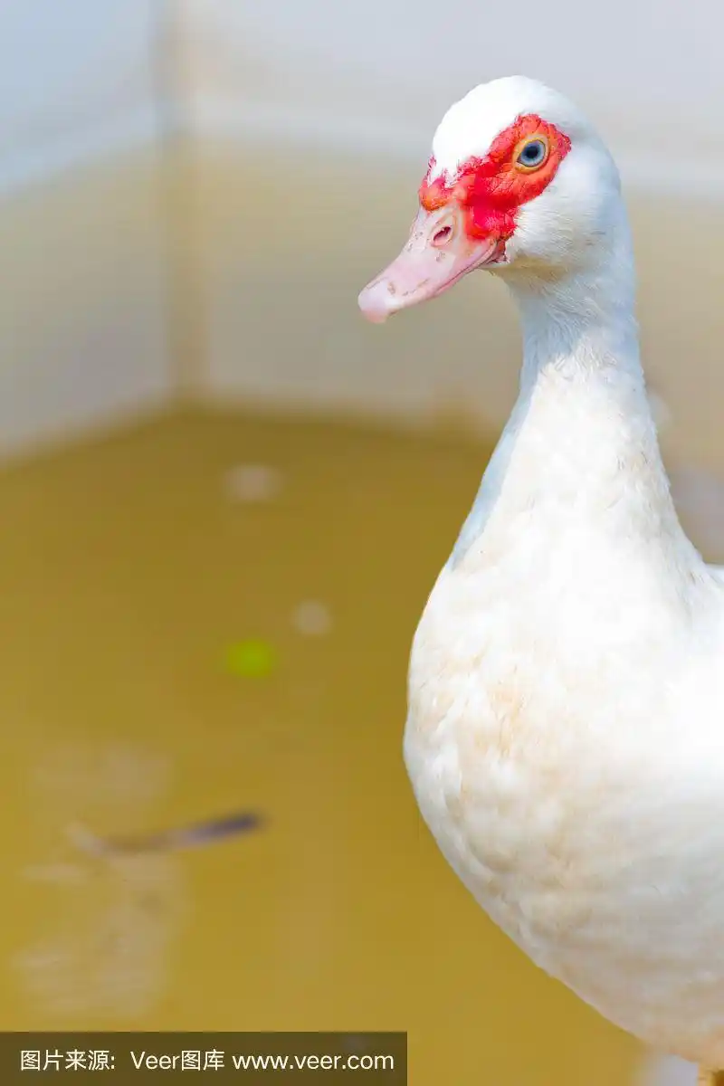 这是一只白色鸭子的特写