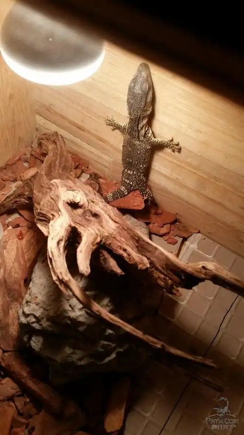 刚回家一周的黑喉巨蜥